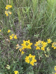 Lotus corniculatus