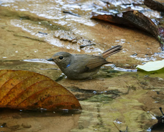 Niltava macgrigoriae