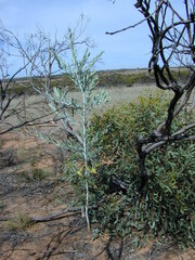 Acacia cretacea