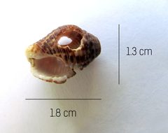 Buccinidae