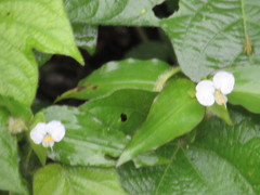 Commelina erecta erecta