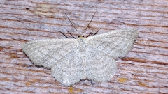 Scopula virgulata