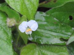 Commelina erecta erecta