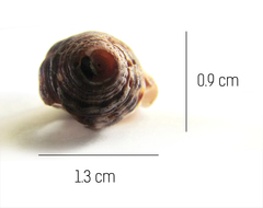 Buccinidae
