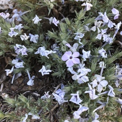Phlox douglasii