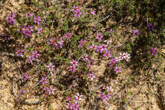 Calytrix strigosa