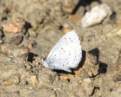 Celastrina lucia lumarco