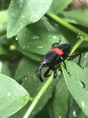 Cactophagus sanguinolentus