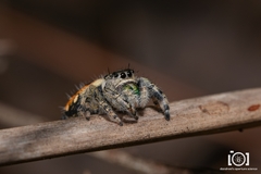 Phidippus workmani