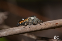 Phidippus workmani