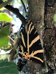 Euplagia quadripunctaria