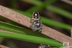 Phidippus workmani