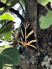 Euplagia quadripunctaria