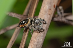 Phidippus workmani