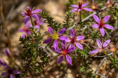 Calytrix strigosa