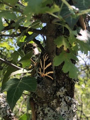 Euplagia quadripunctaria