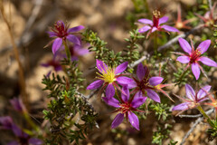 Calytrix strigosa