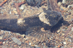 Cottidae