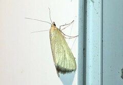 Loxostege turbidalis