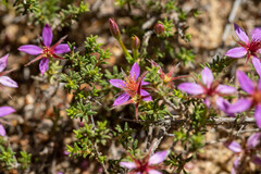 Calytrix strigosa