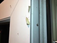 Loxostege turbidalis