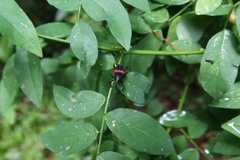 Cactophagus sanguinolentus