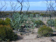Acacia cretacea