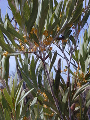 Acacia cretacea