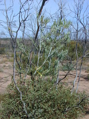 Acacia cretacea