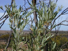 Acacia cretacea