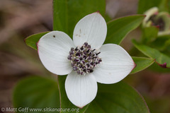 Cornus unalaschkensis