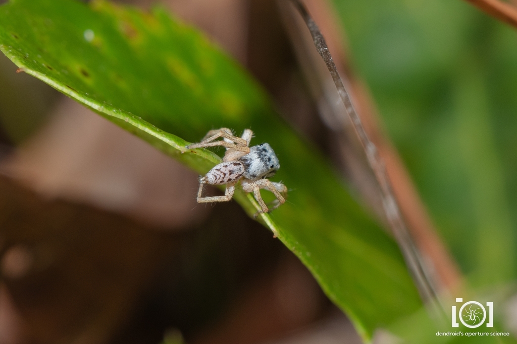 Maevia intermedia