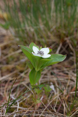 Cornus unalaschkensis