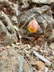 Calochortus raichei