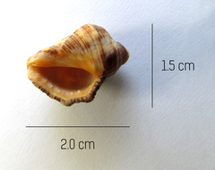 Stramonita biserialis