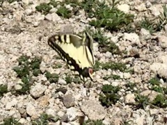 Papilio machaon