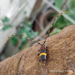 Trachyderes elegans