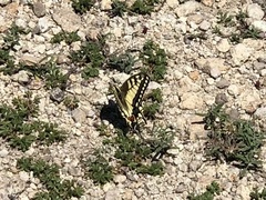 Papilio machaon