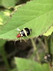 Gynandrobrotica ventricosa