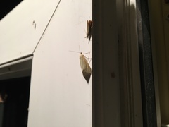 Loxostege turbidalis