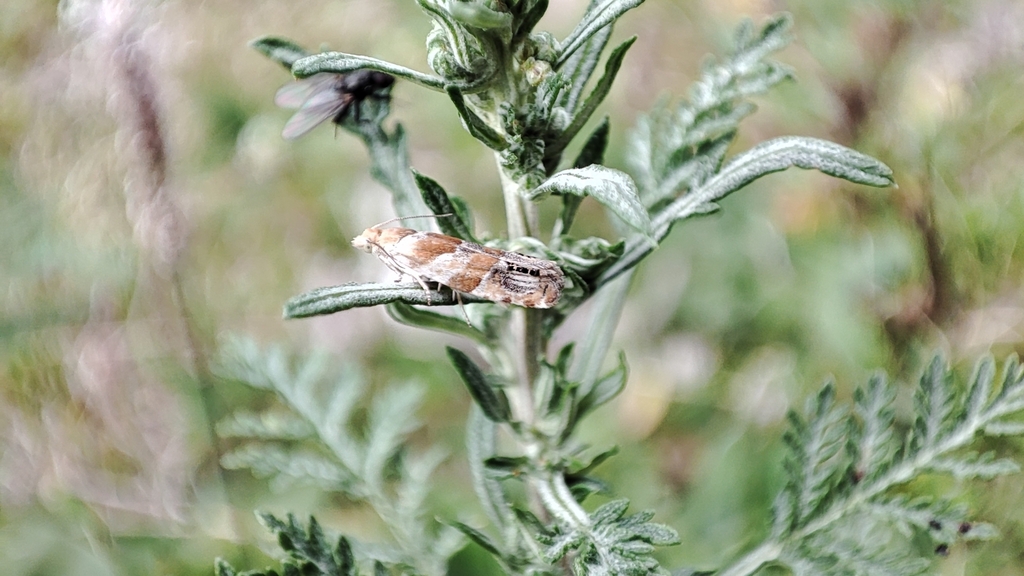 Eucosma abacana