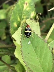 Gynandrobrotica ventricosa
