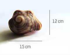 Stramonita biserialis