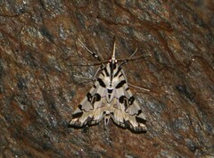 Conchylodes salamisalis
