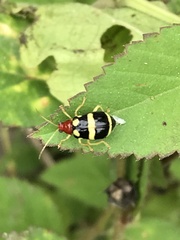 Gynandrobrotica ventricosa