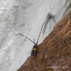 Trachyderes elegans