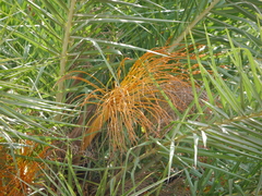 Phoenix sylvestris
