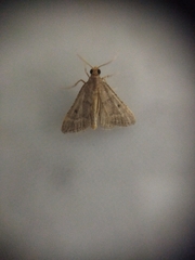 Bostra obsoletalis