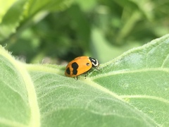 Hippodamia glacialis