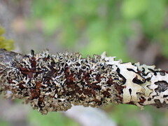 Hypogymnia hultenii